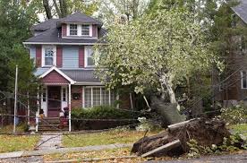 A Tree Falls On The House