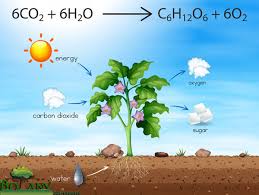 Chemical Equation For Photosynthesis