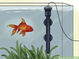 How To Treat Fish Diseases 13 Steps With Pictures Wikihow