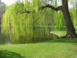 Image result for willow trees