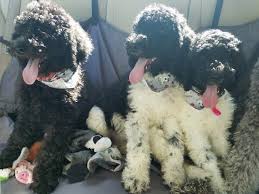 Their schnoodle puppies are gorgeous with a soft and wavy coat. Giant Schnoodle Dog Breed Information And Pictures