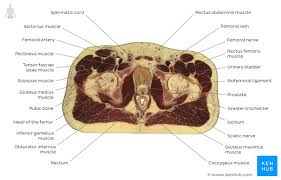 What does squamous refer to. Cross Sectional Anatomy Kenhub