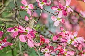 dogwood tree to attract more birds
