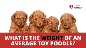 weight of an average toy poodle
