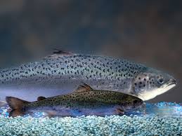 http://www.biofortified.org/2013/02/what-do-you-want-to-know-about-aquadvantage-salmon/
