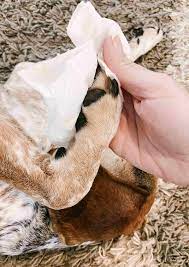 homemade dog wipes for easy cleaning