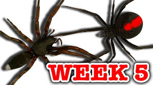 Spider bite study of a redback spider as it captures a black ground beetle using web and many spider bites. Redback Spider Vs White Tailed Spider Pray For Gonzo Deadly Spiders Attack Week 5 Youtube