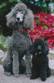 Size And Weight Of Poodle Dog Annie Many