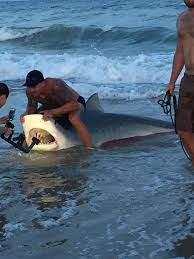 tiger shark caught released at north