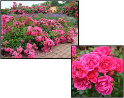 flower carpet rose pink supreme