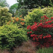 Design A Garden With Shrubs Finegardening