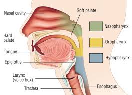 Larynx And Pharynx Anatomy Throat Anatomy Throat Cancer