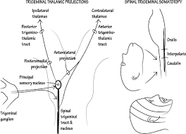spinal trigeminal nucleus an overview