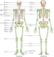 Before you begin to study the different structures and functions of the human body, it is helpful to consider its basic architecture; Human Skeleton Skeletal System Function Human Bones