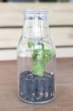 Can you grow plants in a glass jar?