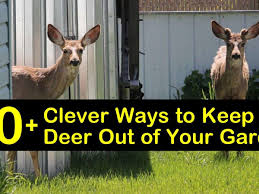clever ways to keep deer out of your garden