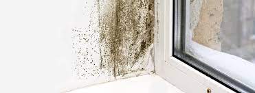 Black Mould In The Home How To Remove
