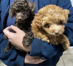 toy poodle puppies dogs puppies