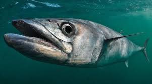 12 King Mackerel Fishing Tips Kingfish Lures Rigs Sport