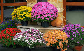 How To Plant Mums In Fall The Home Depot