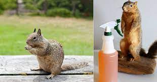 3 homemade squirrel repellent spray