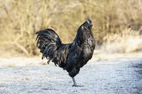 11 Black Chicken Breeds You Can Easily Raise