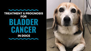 You should certainly take your dog to the vet if you have discovered a lump on the surface of the skin, but not all surface lumps are cancers. Bladder Cancer In Dogs Causes Symptoms Diagnosis And Treatment