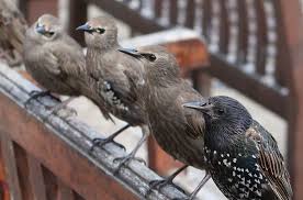 baby starlings description pictures