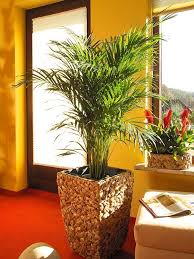 Palmen fürs wohnzimmer, orchideen im bad, kräuter auf der küchenfensterbank: Schoner Wohnen Mit Areca Palmen Wachter Pflanzencenter