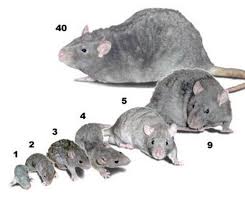 This Image Shows The Sizes Of Rats The Numbers Indicate Age