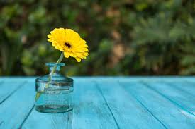 Image result for free daisy stock photos