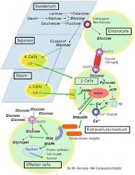 Glucose is the main source. Carbohydrate Metabolism In Hypoglycemia Intechopen