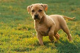 They appear to be cute little furballs and are designer bred dogs having traditional mutts. Pitbull Dachshund Mix What To Know Before Buying All Things Dogs All Things Dogs