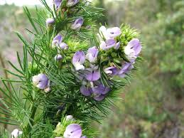 Psoralea - Wikipedia