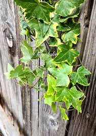 Five 5 Variegated English Ivy Plants