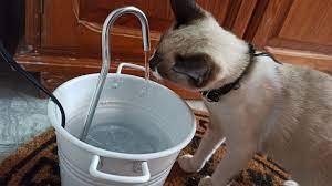 make a diy cat water fountain 12 steps