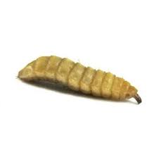Black Soldier Fly Larvae Soldier Worms
