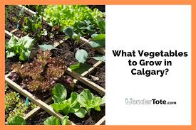 what vegetables to grow in calgary