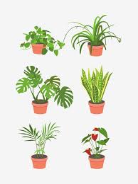 Indoor Plants Vector Hd Images E Plant