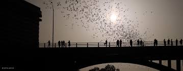 public bat watching and sunset tour