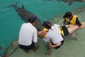 dolphin therapy benefits