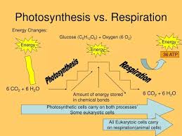 Ppt Photosynthesis Vs Respiration