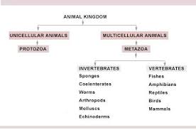 Animal Kingdom Study Material For Neet Aipmt Medical