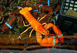 rare orange lobster found