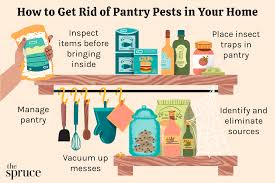 how to get rid of pantry pests in your home