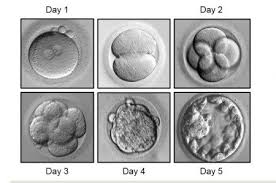 Understand Embryo Grading Fertility Center In Pleasant