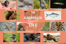 Animal qui commence par E - En FRANÇAIS et en ANGLAIS
