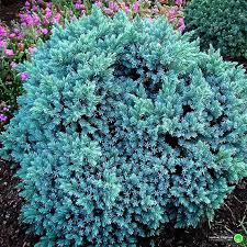 flaky juniper juniperus squamata blue