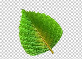 Leaf Chart Information Green Png Clipart Botany Chart
