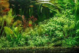 11 best aquarium carpet plants for your